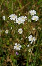 Flower of Avalanche Sandwort Royalty Free Stock Photo